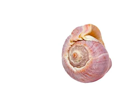 Isolated patterned spiral sea shell on white 1 写真素材