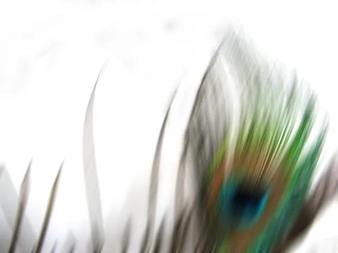 Isolated Peacock Blur Stock Photos