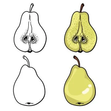 Isolated pears. Graphic stylized drawing. Vector illustration. Stock Illustration
