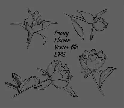 Isolated peony flower design in vector Stock Illustration