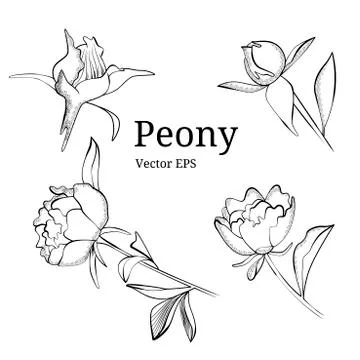 Isolated peony flower design in vector Stock Illustration