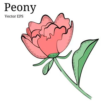 Isolated peony flower design in vector Stock Illustration