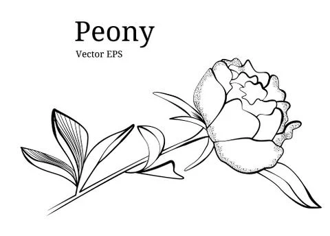 Isolated peony flower design in vector Stock Illustration