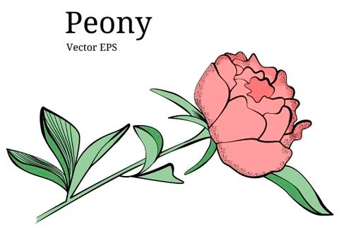 Isolated peony flower design in vector Stock Illustration