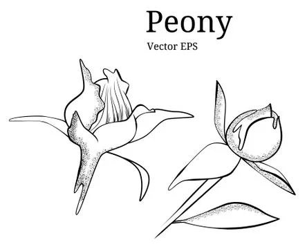 Isolated peony flower design in vector Stock Illustration