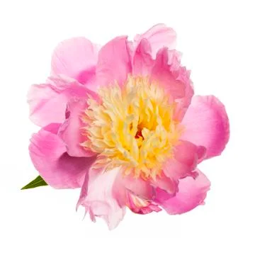 Isolated peony flower Stock Photos