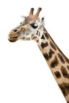 An isolated photo of a giraffe s neck and head An isolated photo of a gira... Stock Photos