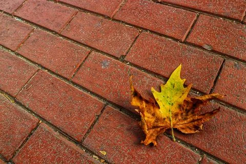 Isolated photo of a maple leaf falling to the ground which is yellowish brown Stock Photos