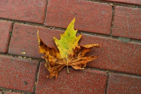 Isolated photo of a maple leaf falling to the ground which is yellowish brown Stock Photos