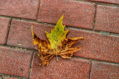 Isolated photo of a maple leaf falling to the ground which is yellowish brown Stock Photos