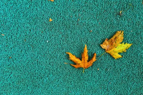 Isolated photo of a maple leaf falling to the ground which is yellowish brown Stock Photos