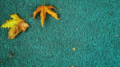 Isolated photo of a maple leaf falling to the ground which is yellowish brown Stock Photos