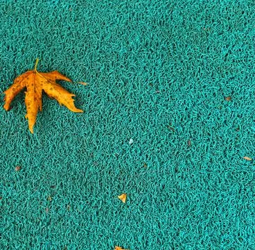 Isolated photo of a maple leaf falling to the ground which is yellowish brown Stock Photos