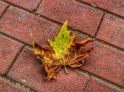 Isolated photo of a maple leaf falling to the ground which is yellowish brown Stock Photos