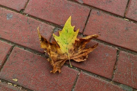 Isolated photo of a maple leaf falling to the ground which is yellowish brown Stock Photos