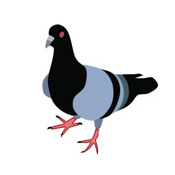 Isolated pigeon vector Stock Illustration