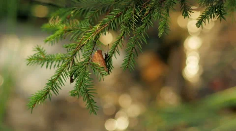 Isolated pine branch with bokeh balls in background Stock Footage 51032514