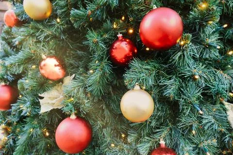 Isolated pine christmas tree branches and red decorations Stock Photos