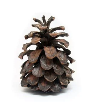 Isolated pine cone Foto stock
