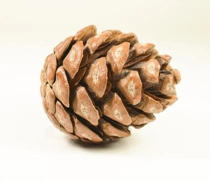 Isolated pine cone Stock Photos