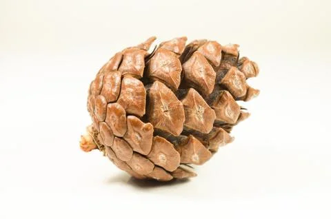 Isolated pine cone Stock Photos