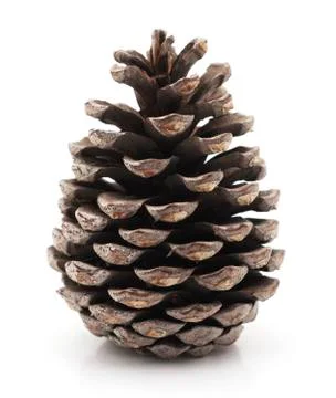 Isolated pine cone Stock Photos