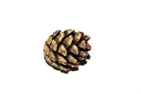 Isolated pine cone Stock Photos