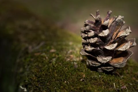 Isolated pine cone on a pine tree bark Stock Photos