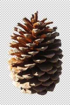 Isolated pine cone side view with transparent background Foto stock