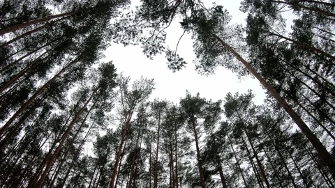 Isolated pine forest shot with a fish-eye lens Stock Footage 227031173