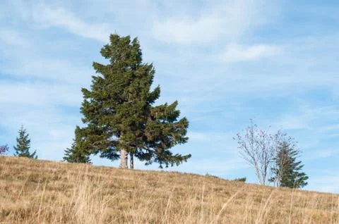 Isolated pine in a meadow 스톡 사진