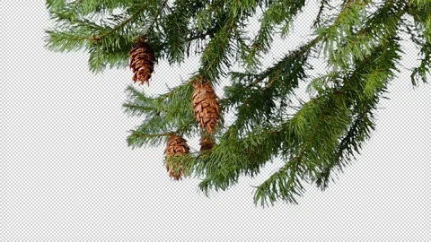 Isolated Pine Tree Branch With Cones Pre-Keyed With Alpha Channel Stock Footage 331805892