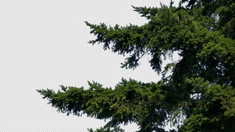 Isolated Pine Tree Branches In Breeze Pre-Keyed With Alpha Channel Stock Footage 330187744