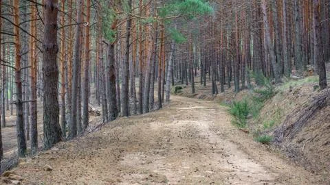 Isolated pine tree forest and track Stock Photos