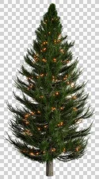 Isolated pine tree with light string transparent background, 3D illustration Stock Illustration