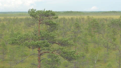 Isolated pine tree in marshland on a windy day Stock Footage 51032403