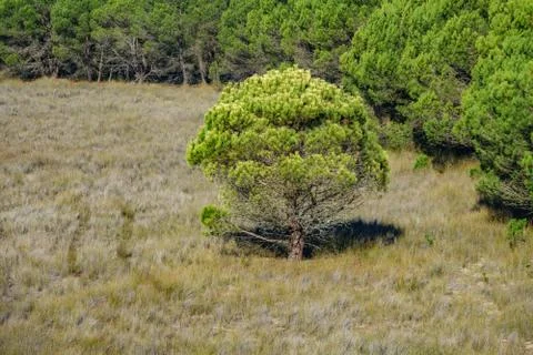 Isolated pine tree near the forest with car marks Fotos Stock