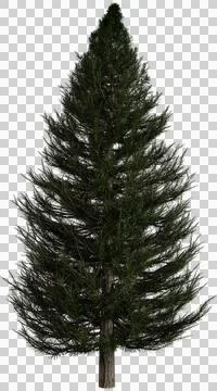 Isolated pine tree transparent background, 3D illustration Stock Illustration