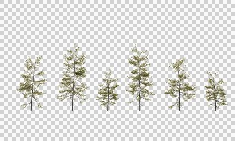 Isolated pine tree on transparent background Stock Photos