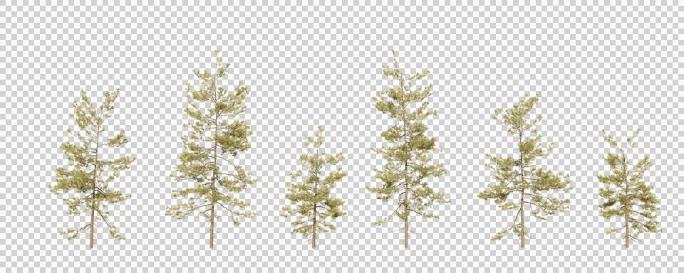 Isolated pine tree on transparent background 写真素材