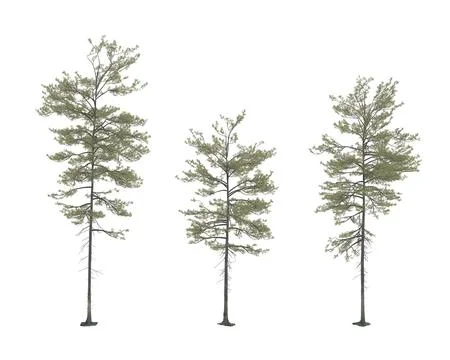 Isolated pine tree on transparent background Stock Photos