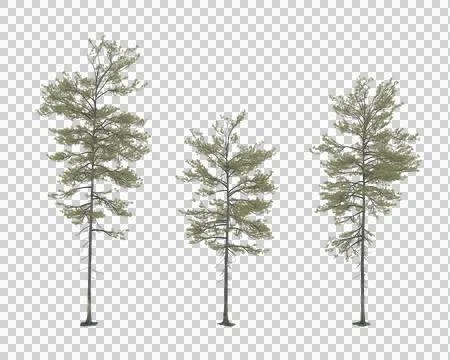 Isolated pine tree on transparent background 写真素材