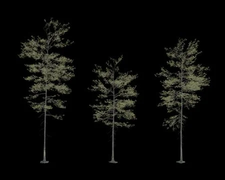 Isolated pine tree on transparent background 写真素材