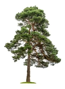 Isolated pine tree on a white background Stock Photos