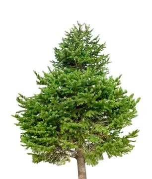 Isolated pine tree on a white background Stock Photos