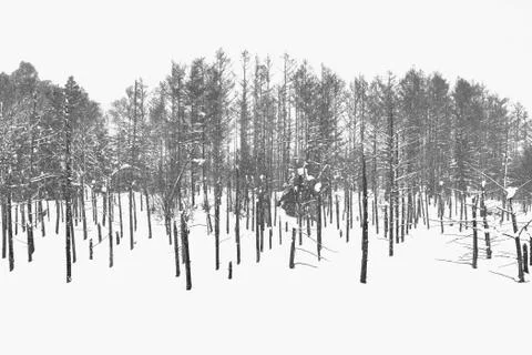 Isolated of Pine trees at Blue Pond lake in Biei city, Hokkaido. Stock Photos