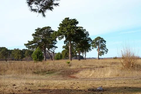 Isolated pine trees in a meadow of dried grass Stock Photos