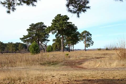Isolated pine trees in a meadow of dried grass Stock Photos