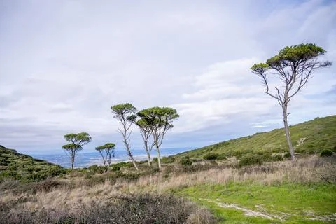 Isolated pine trees on open mountain plateau 스톡 사진