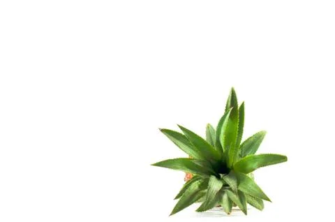 The Isolated of pineapple fruit on white background. copy space for designer Stock Photos